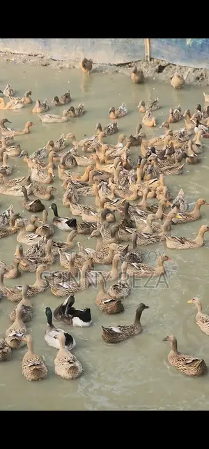 অরিজিনাল চড়ুই জাতের হাঁস