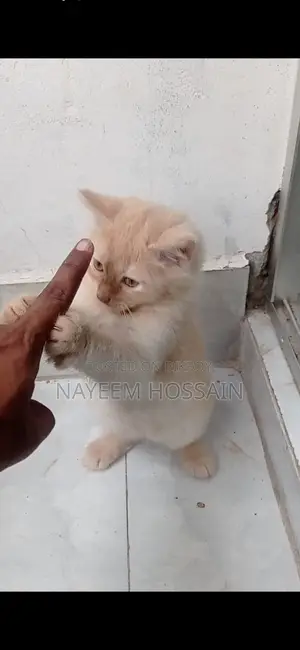 Baby Persian