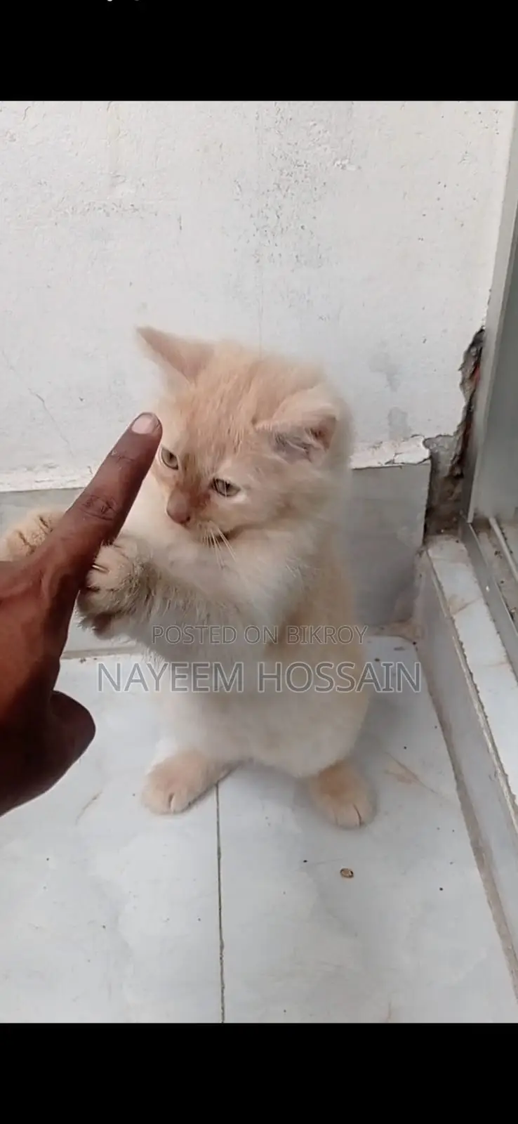 Baby Persian