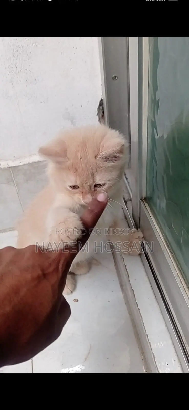 Baby Persian