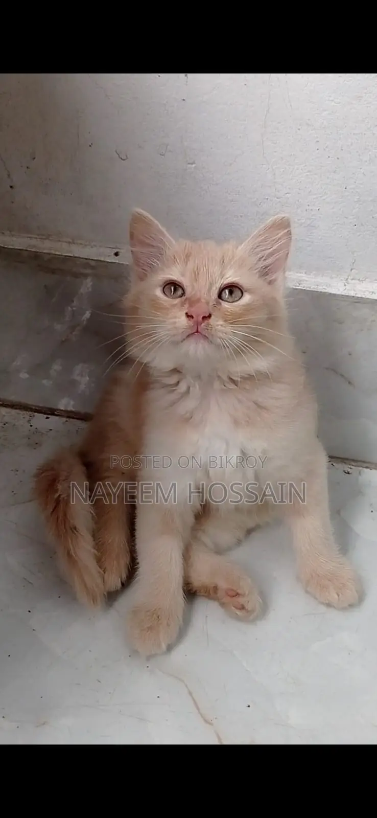 Baby Persian