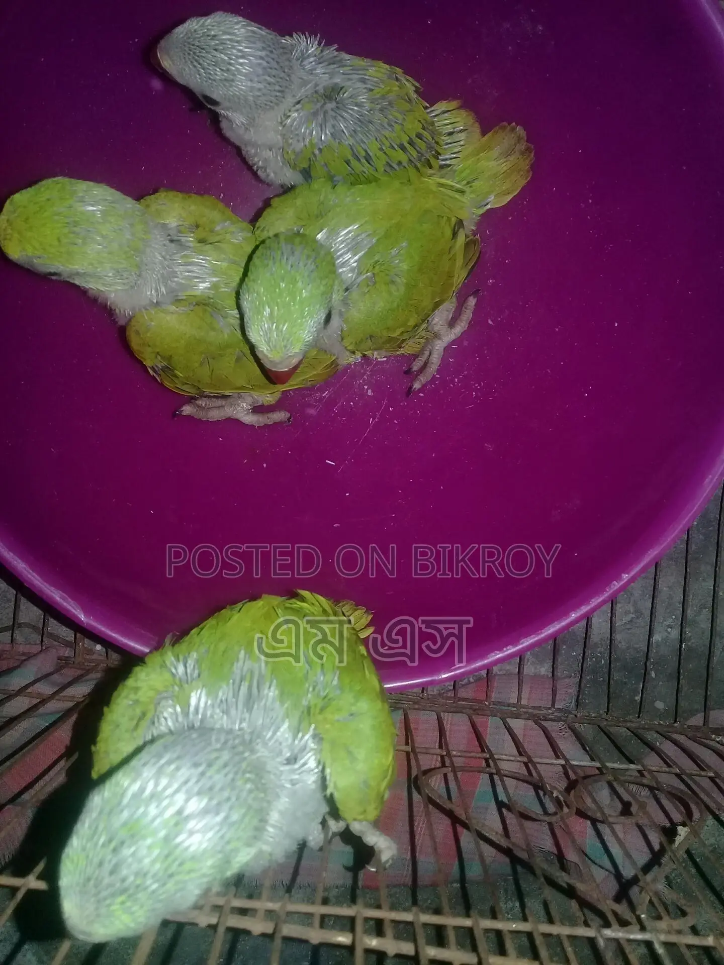 রিংনেট টিয়া