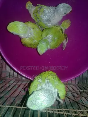 রিংনেট টিয়া