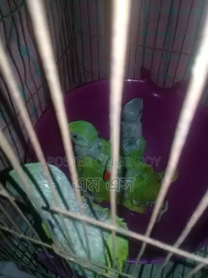 রিংনেট টিয়া