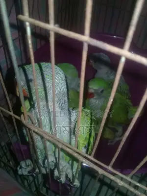 রিংনেট টিয়া