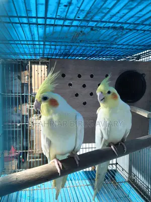 Lutino Cockatiel with Eggs
