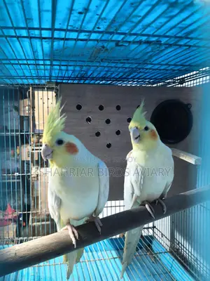 Lutino Cockatiel with Eggs