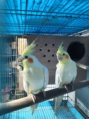 Lutino Cockatiel with Eggs