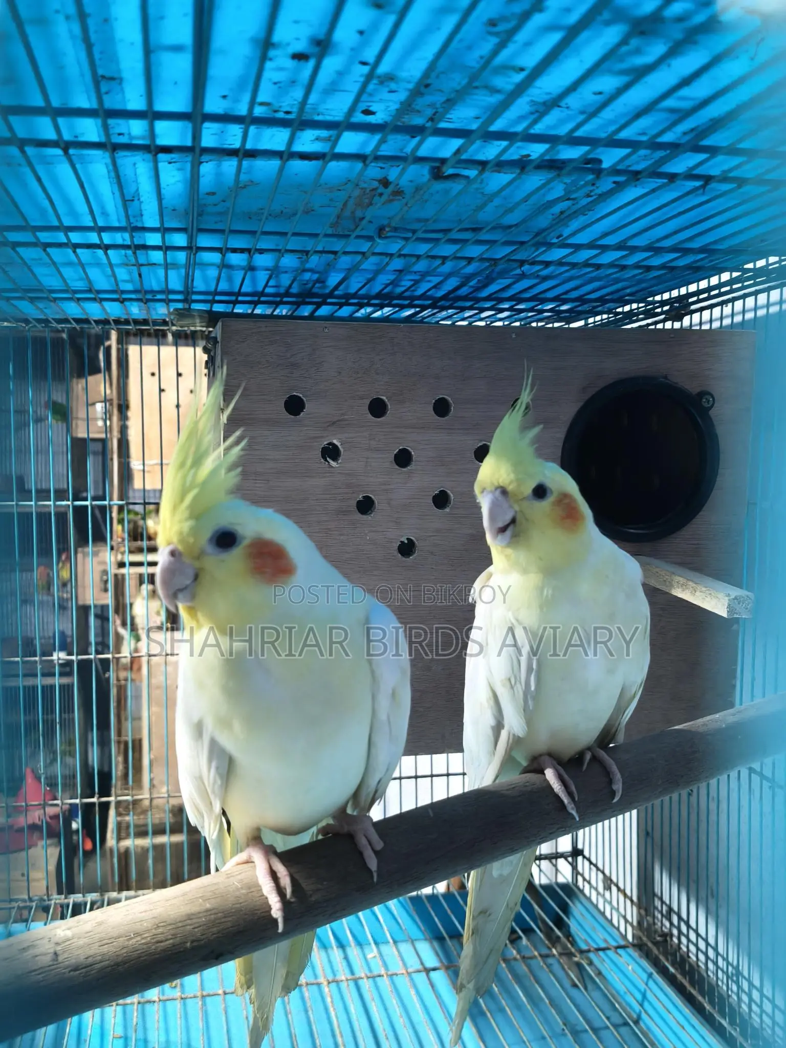 Lutino Cockatiel with Eggs