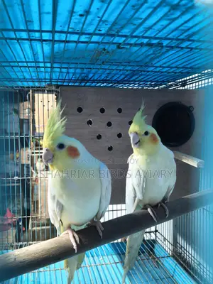 Lutino Cockatiel with Eggs