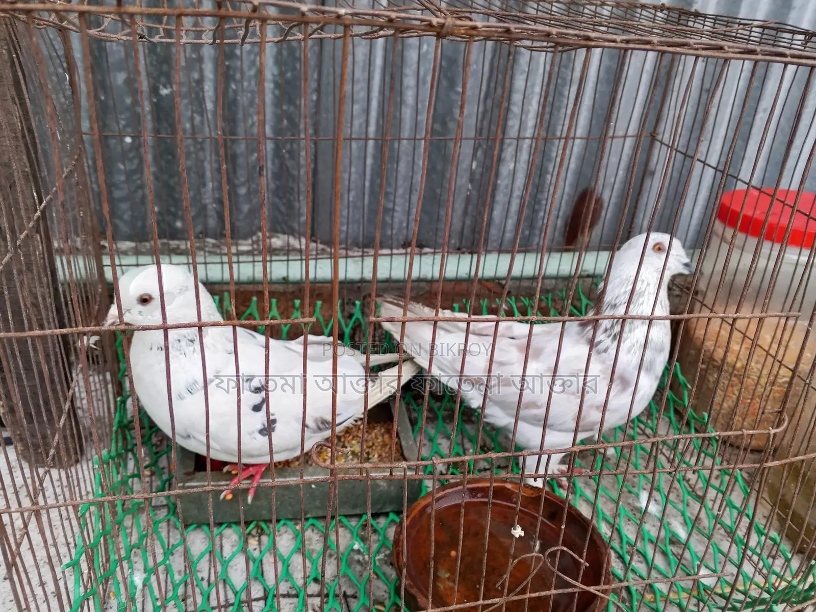 দুই টি কবুতর বিক্রি হবে