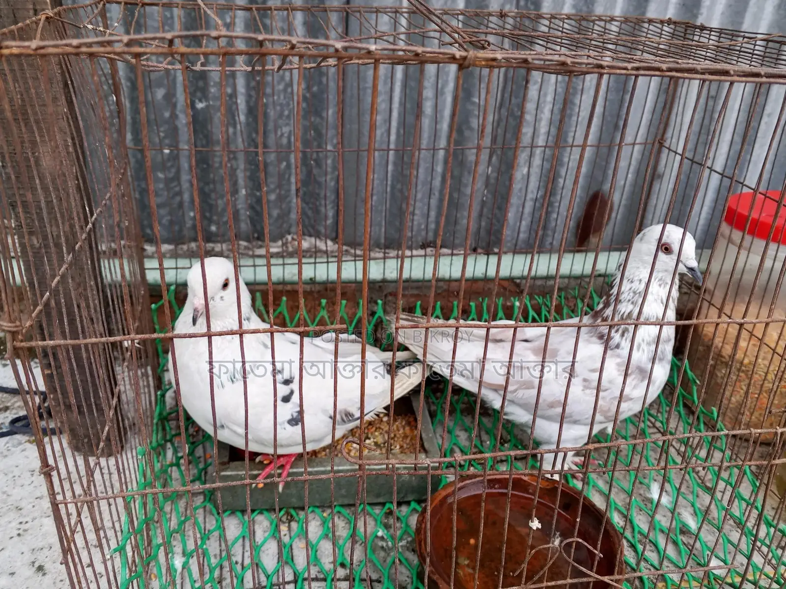 দুই টি কবুতর বিক্রি হবে