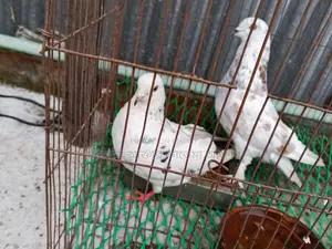দুই টি কবুতর বিক্রি হবে