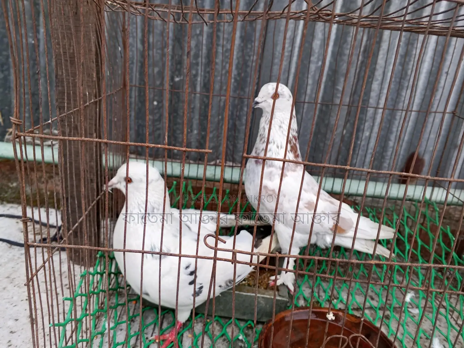 দুই টি কবুতর বিক্রি হবে