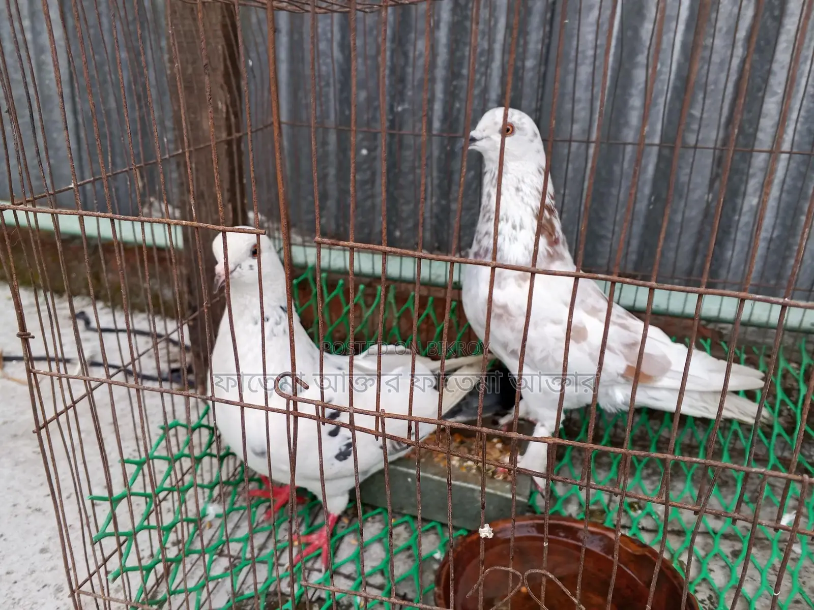 দুই টি কবুতর বিক্রি হবে