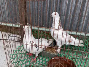 দুই টি কবুতর বিক্রি হবে