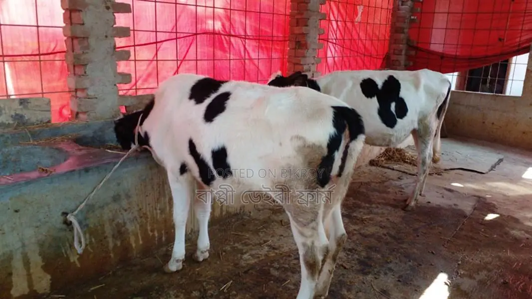 ১১১ নং ২টি বকনা বাছুর কিনুন ভালো জাতের ।