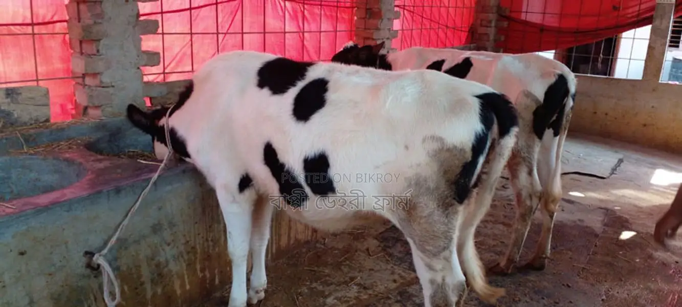 ১১১ নং ২টি বকনা বাছুর কিনুন ভালো জাতের ।