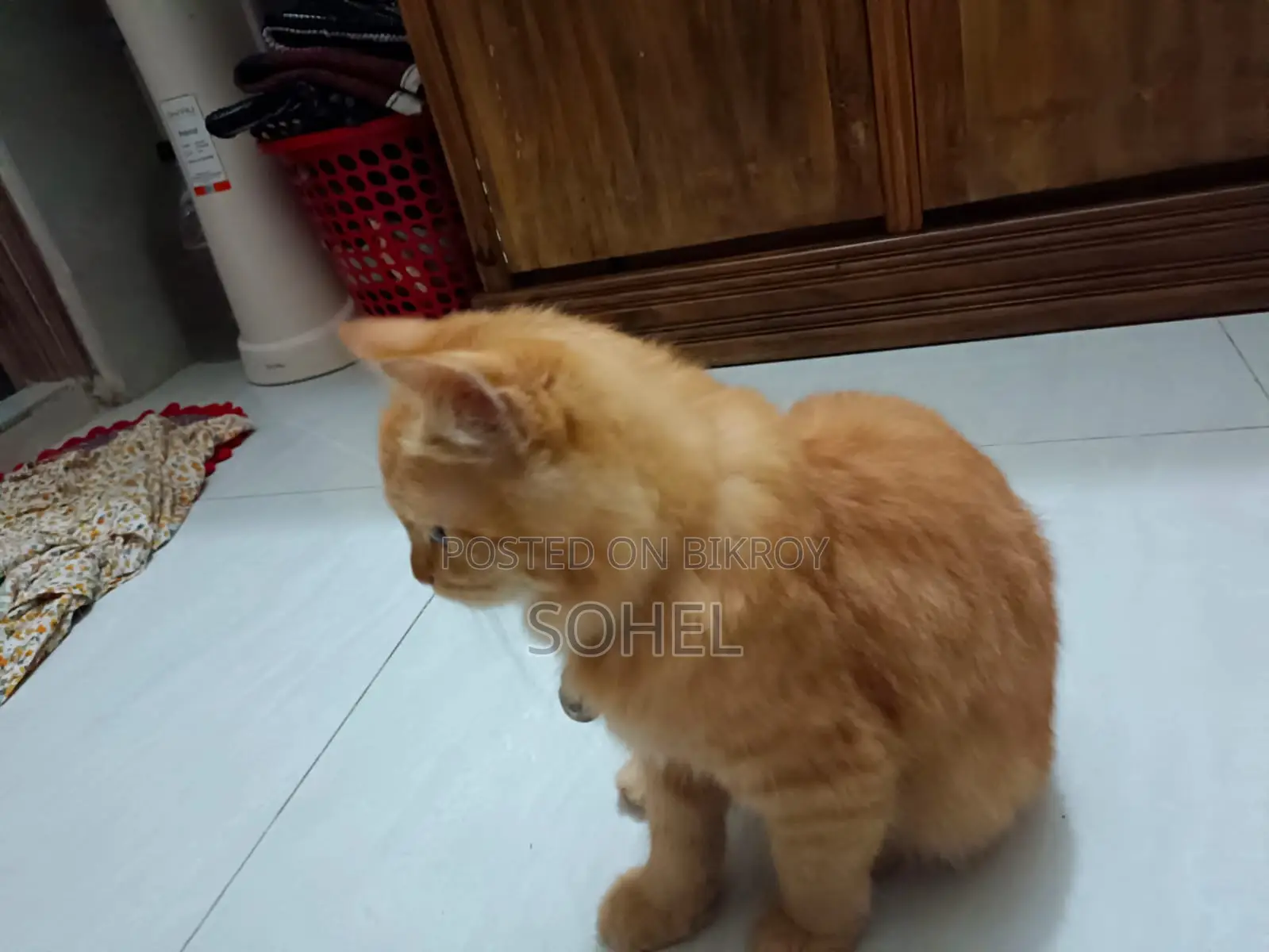 পার্সিয়ান বিড়াল ত্রিপল কোট মেল