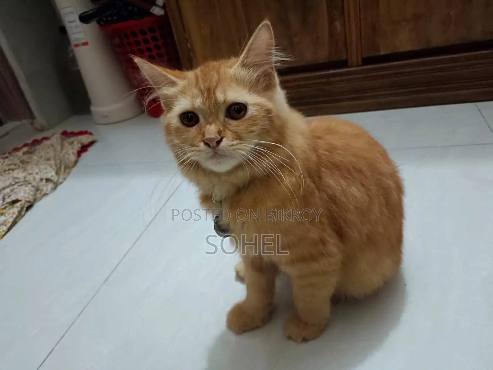 পার্সিয়ান বিড়াল ত্রিপল কোট মেল