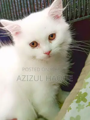 White Persian Female Cat