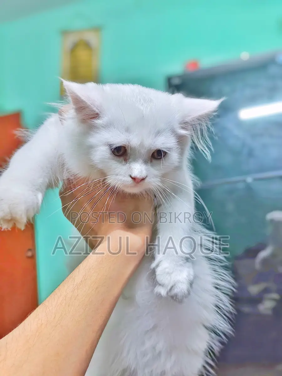 White Persian Female Cat