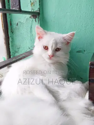 White Persian Female Cat