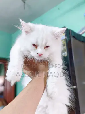 White Persian Female Cat