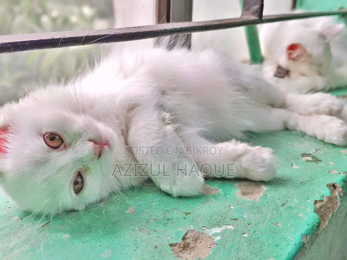 White Persian Female Cat