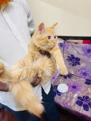 একটি পার্সিয়ান ফিমেল বিড়াল বিক্রি হবে বয়স ৩মাস