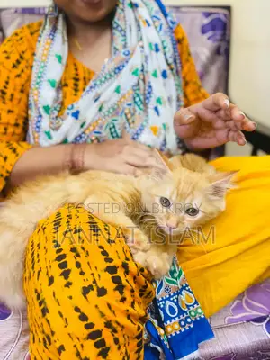 একটি পার্সিয়ান ফিমেল বিড়াল বিক্রি হবে বয়স ৩মাস