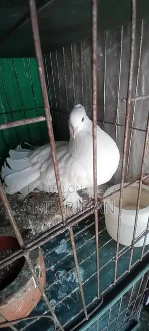 Large Breed Lakha Pigeons