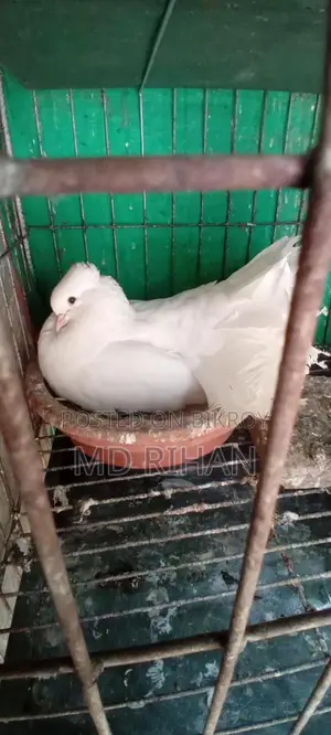 Large Breed Lakha Pigeons