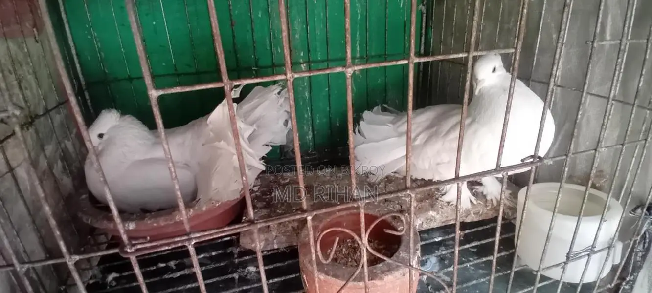 Large Breed Lakha Pigeons