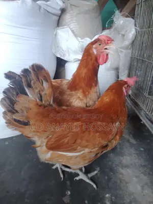 টাইগার মুরগী
