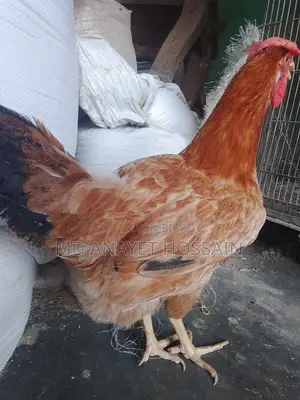 টাইগার মুরগী