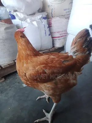 টাইগার মুরগী