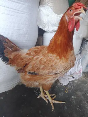 টাইগার মুরগী