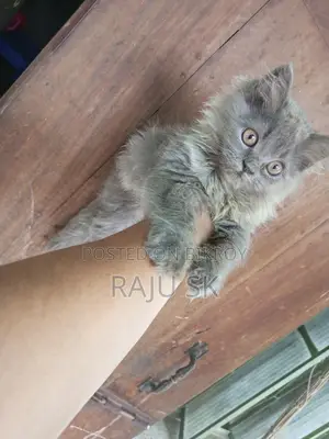 পিওর পার্শিয়ান ত্রিপল কোড ৬ মাস বয়স