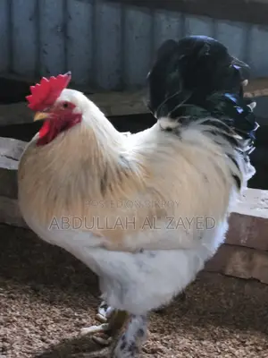 Foreign Chicken