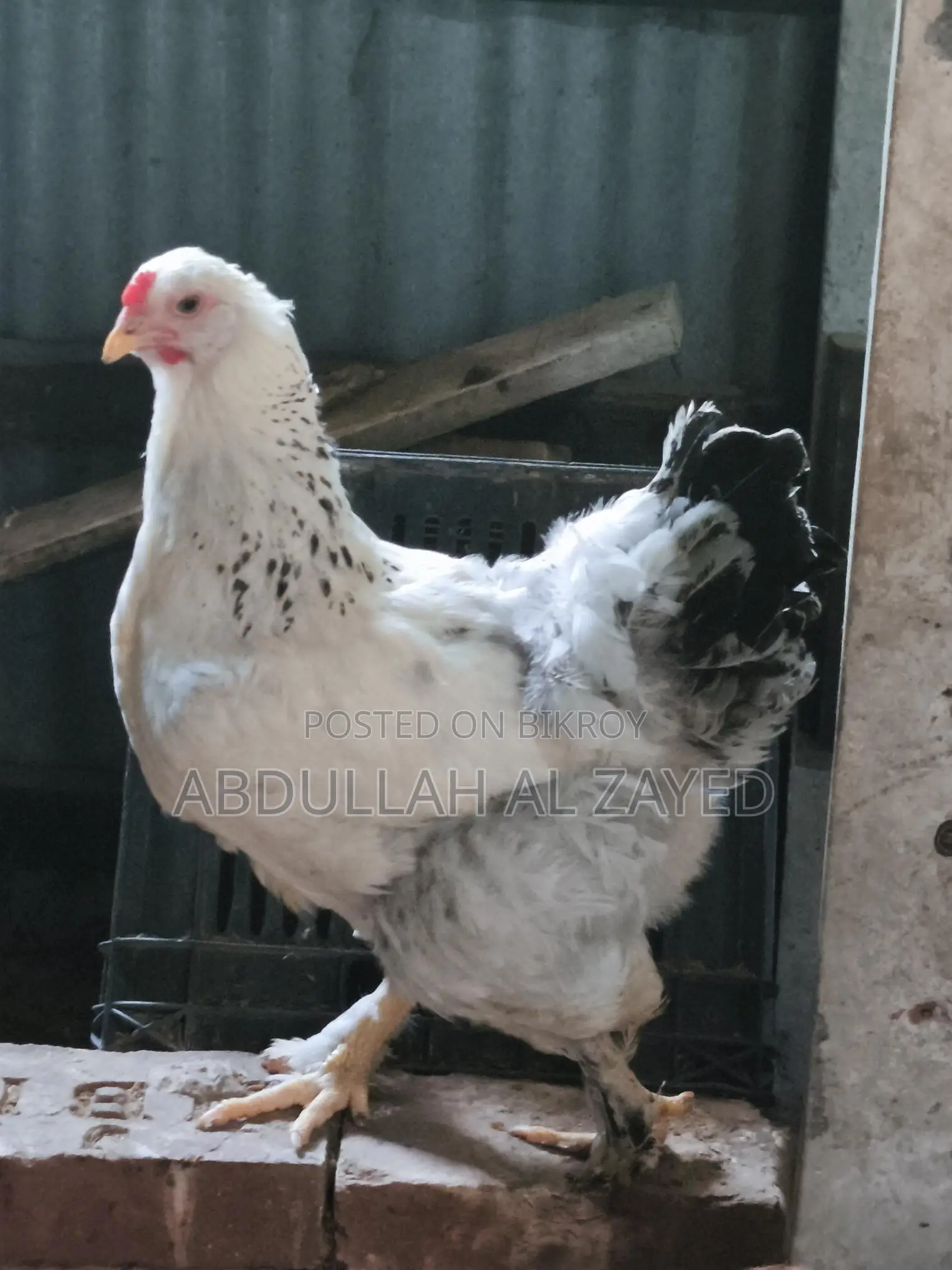 Foreign Chicken