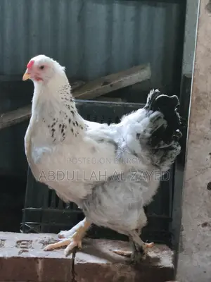 Foreign Chicken
