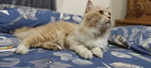 Bicolor Persian adult male cat for sale
