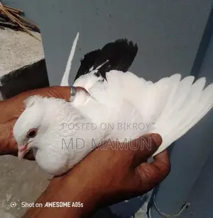 ইন্ডিয়ান কালদম চুদিয়াল মাদি
