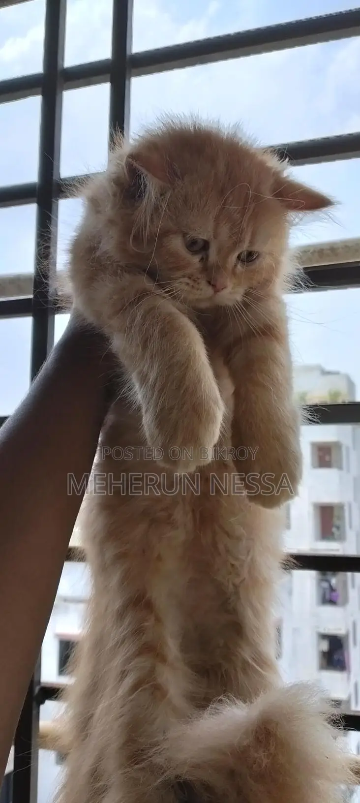 ফুল পার্শিয়ান ক্যাট লং হেয়ার