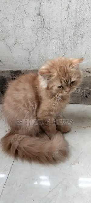 ফুল পার্শিয়ান ক্যাট লং হেয়ার