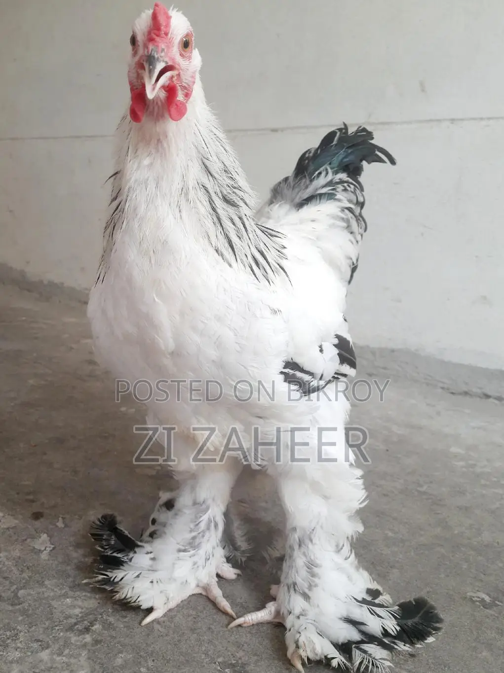 Brahma Chicken