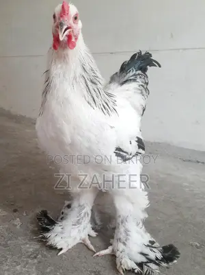 ব্রাহমা Brahma মুরগি