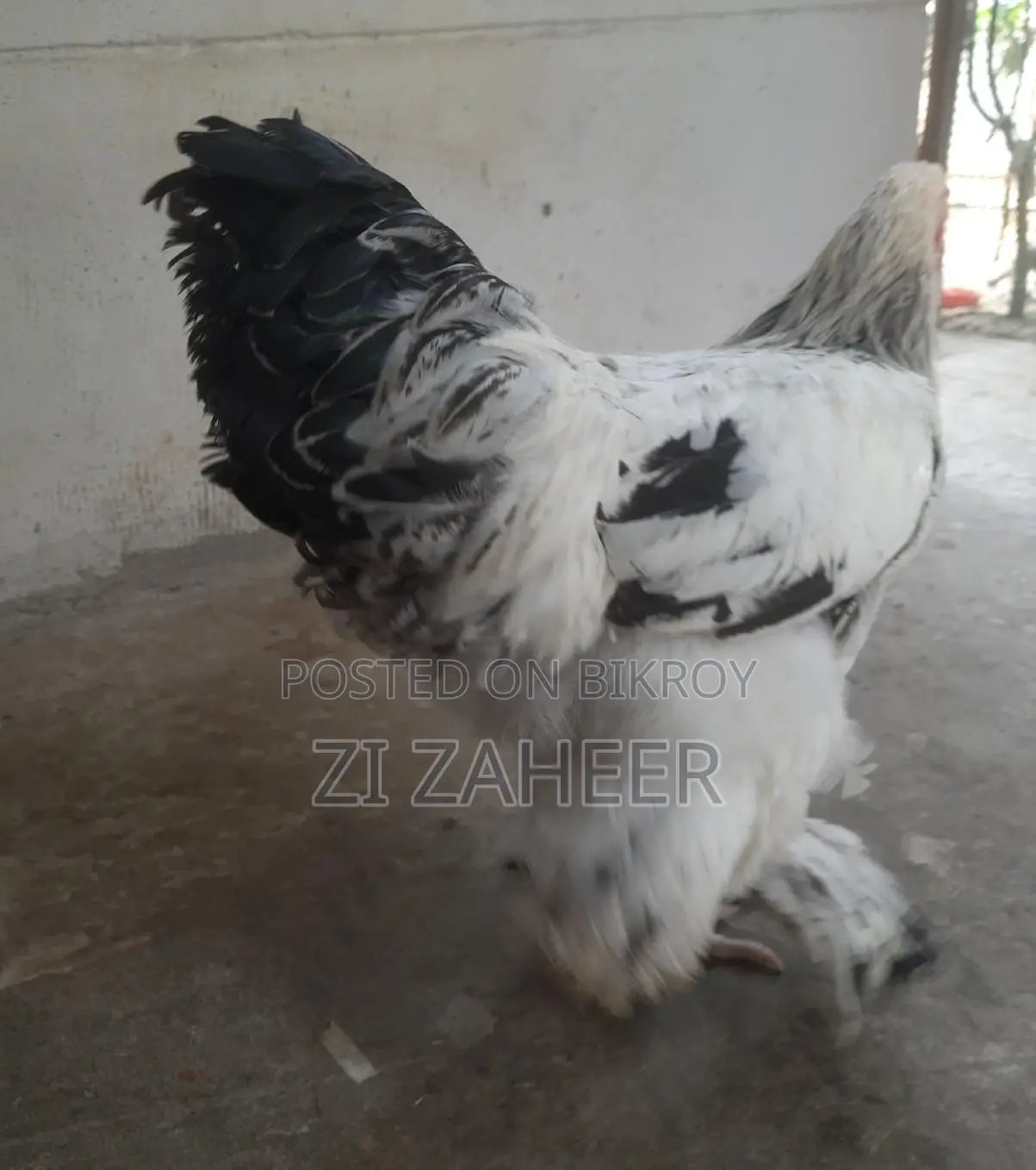 Brahma Chicken