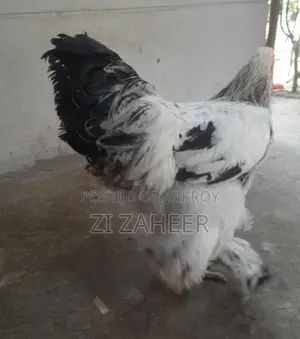 Brahma Chicken